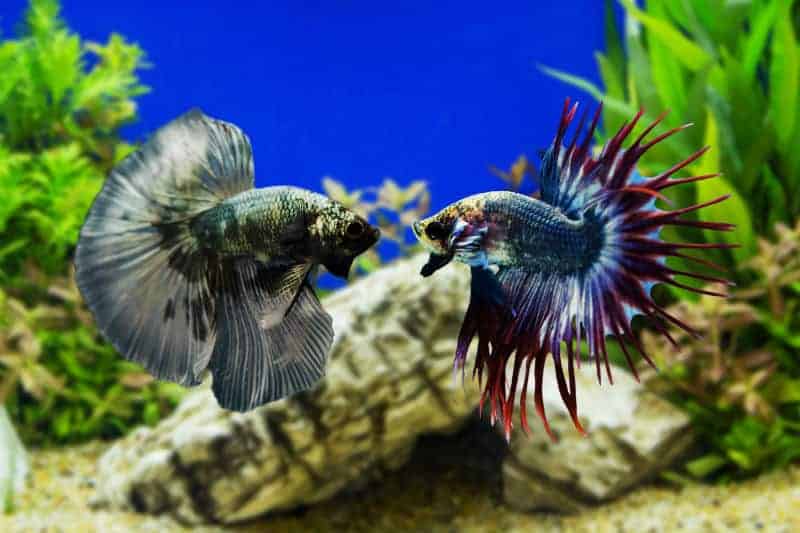 Dois peixes bettas frente a frente em aquário