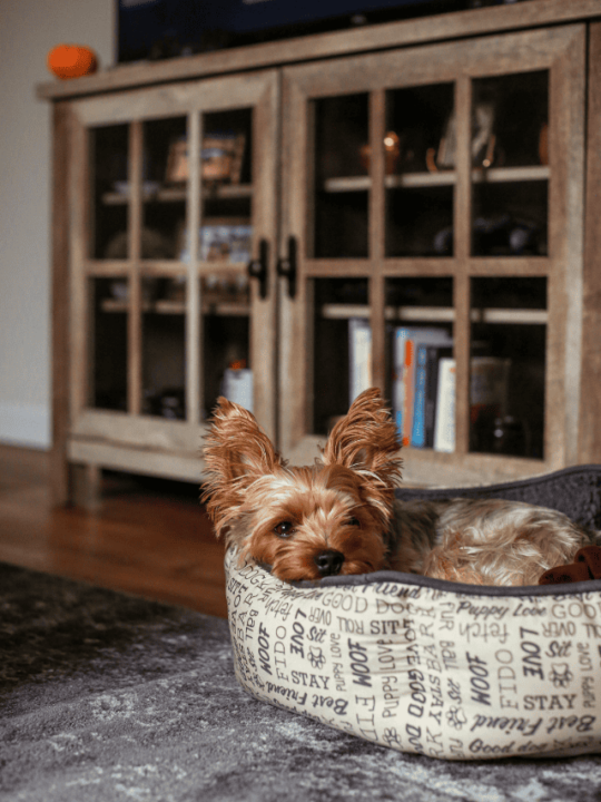 Yorkshire deitado na caminha de cachorro.