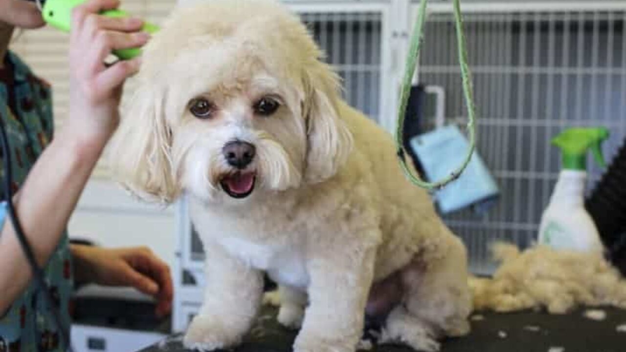 Um cachorro estava procurando emprego, depois de muito tempo de