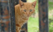 gato em cerca.