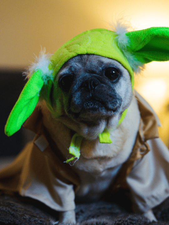 Pug fantasiado de Yoda (personagem de Star Wars)