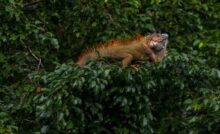iguana em árvore.