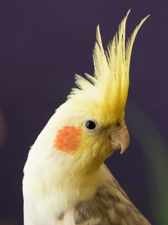calopsita de perfil.