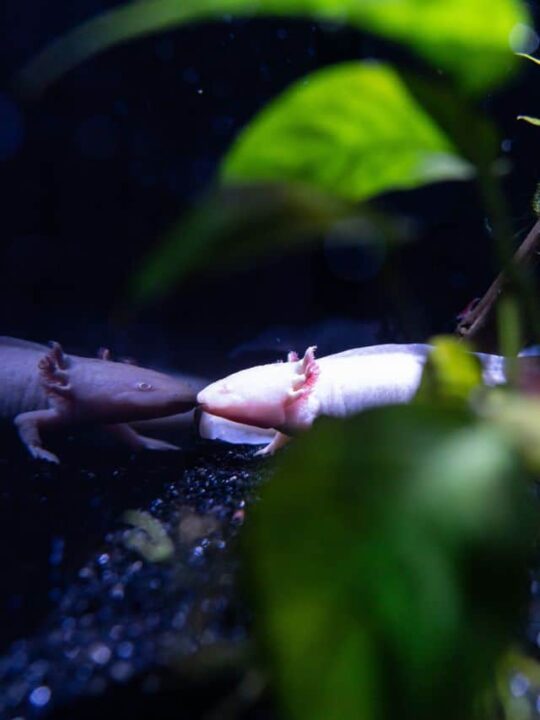 Axolote em aquário com plantas