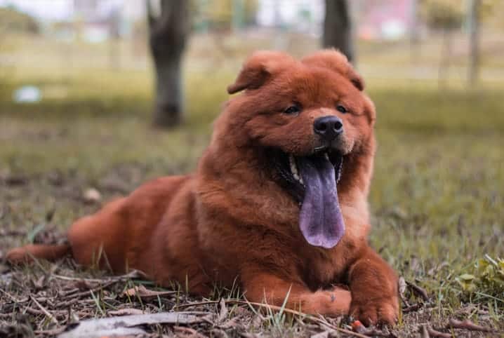 Cachorro Chow Chow com a lingua para fora.