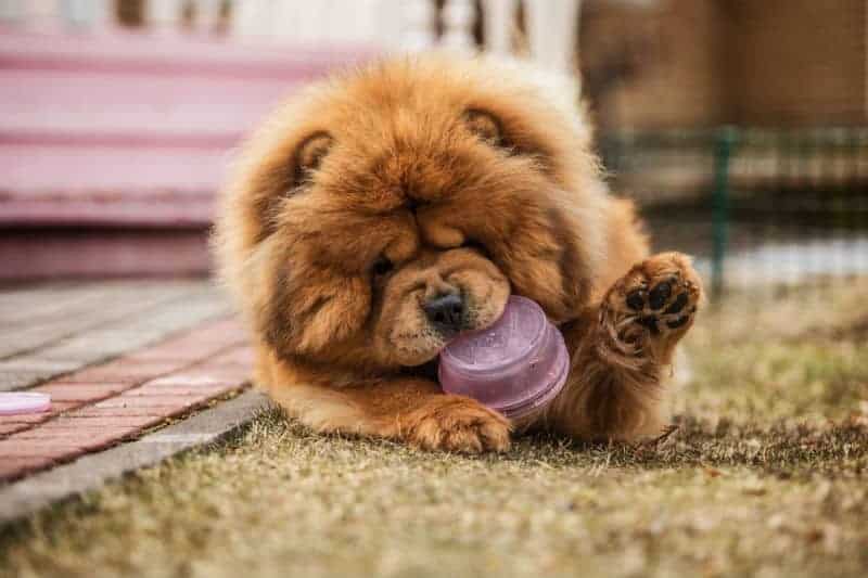 Afinal, o cachorro Chow Chow é perigoso? 2 Chow chow brincando com bola enquanto está deitado.