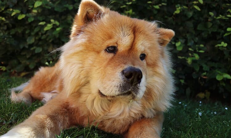 Afinal, o cachorro Chow Chow é perigoso? 1 Chow chow deitado na grama.