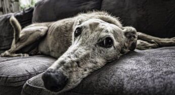 Afinal, cachorro pode comer linhaça?