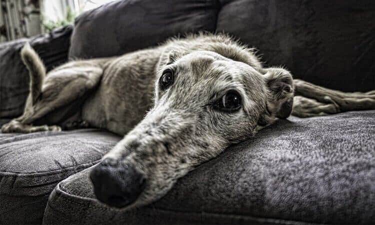 Cachorro cinza deitado no sofá.