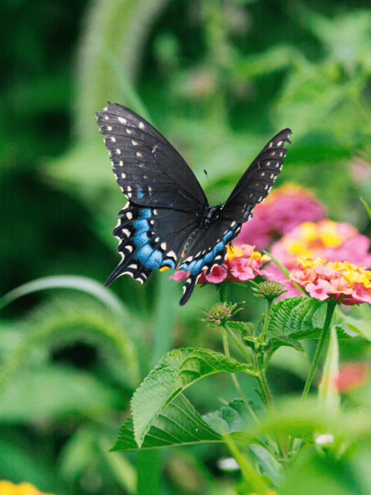 Processo de polinização da borboleta em flor