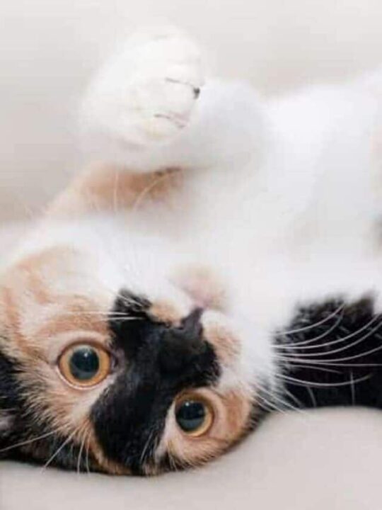 gato deitado de cabeça para baixo.