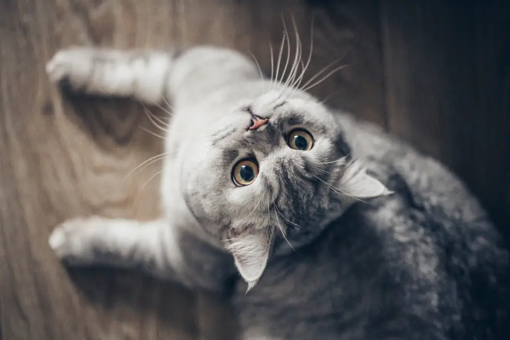 Gato cinza olhando para o alto.