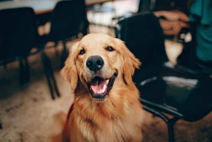 Golden Retriever olhando para câmera