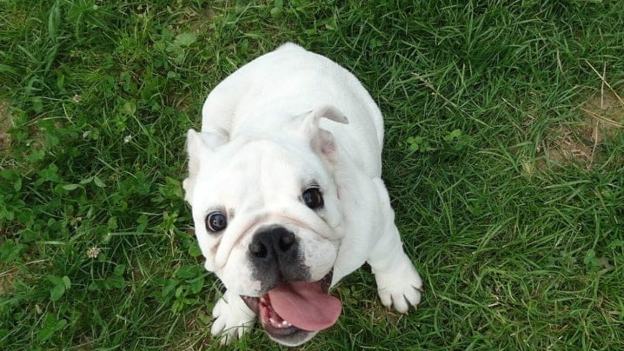 Nome de cachorro com a letra L: confira nossa lista! I Petz