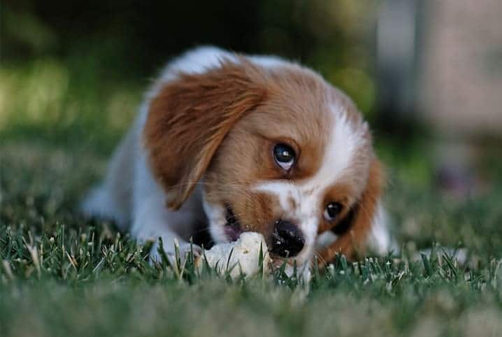 cachorro filhote deitado em cama comendo petisco