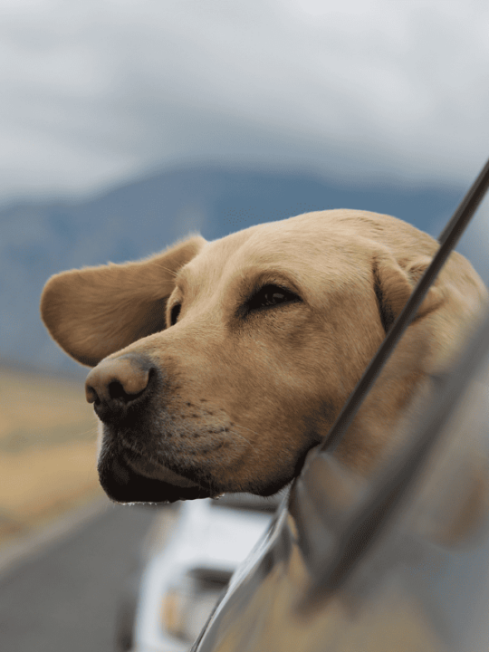 Cachorro da raça labrador com o rosto para fora da janela do carro.