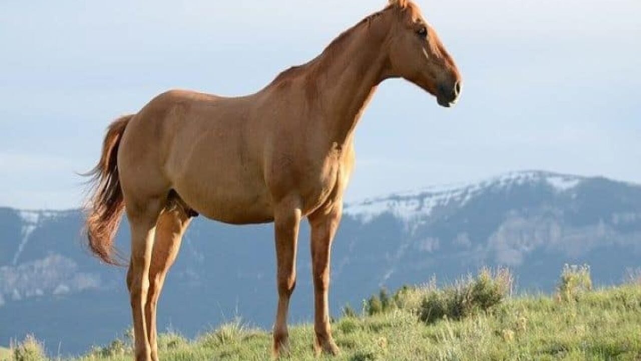 Conheça a Abertura dos 4 Cavalos !! 