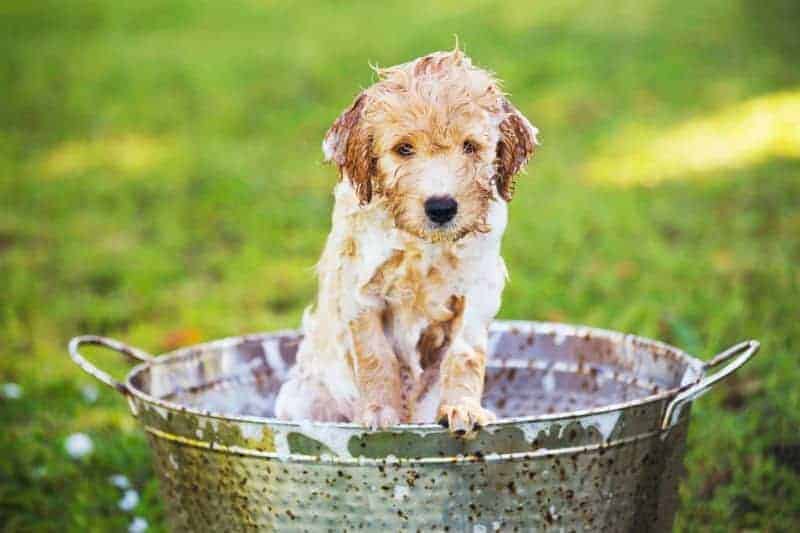 cachorro cheio de espuma