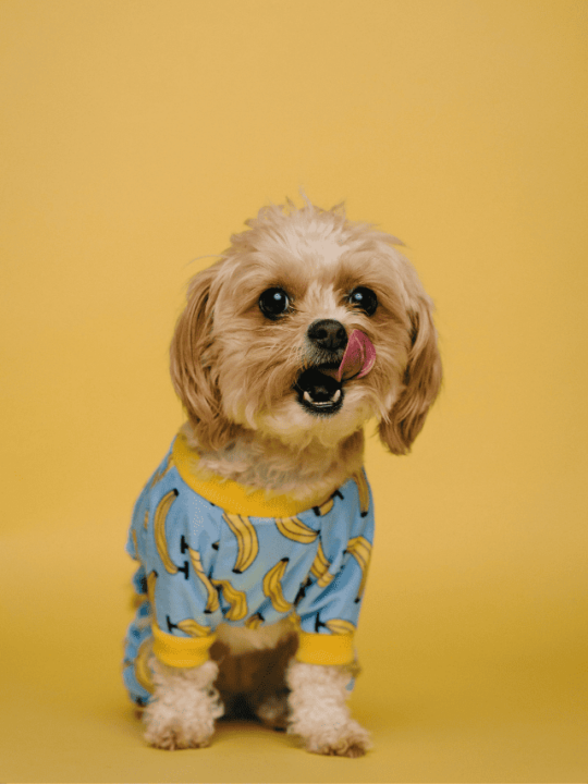 conheca-as-5-menores-racas-de-caes-do-mundo