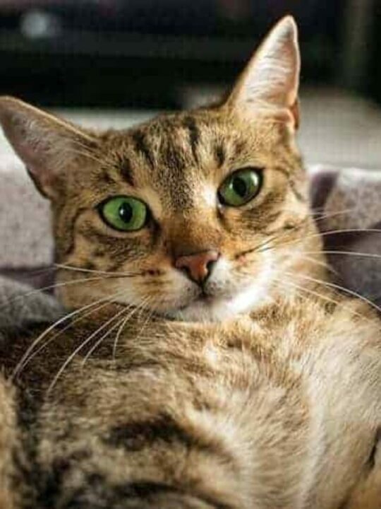 gato deitado olhando para frente