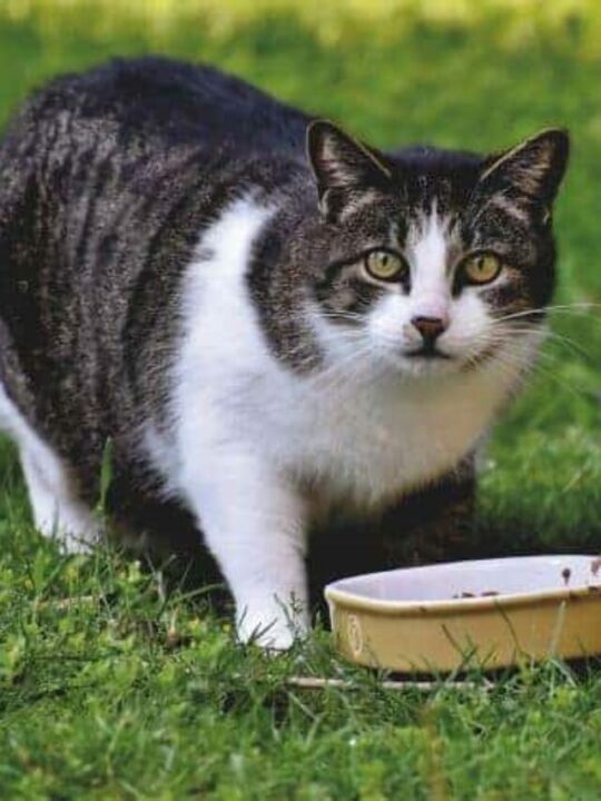 COMO SABER QUE O GATO FOI ENVENENADO