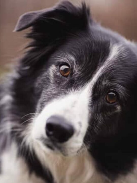 Border Collie olhando para frente com a cabeça virada