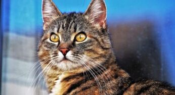 Já parou para pensar por que gatos afofam? Descubra aqui!