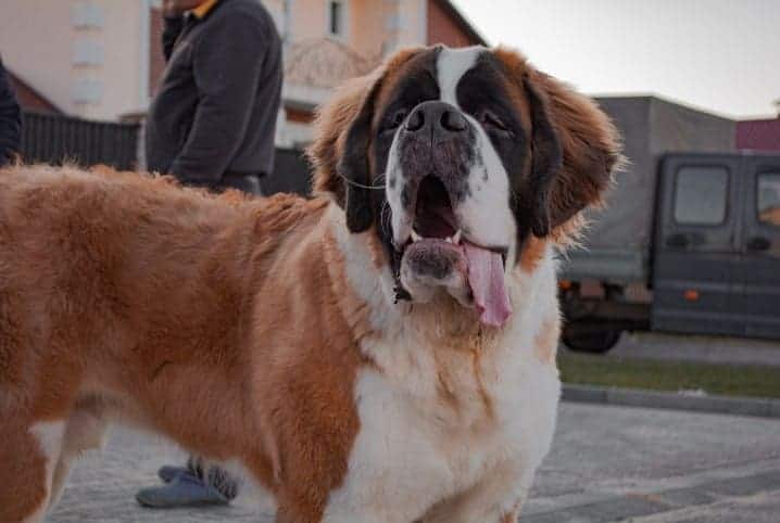 cachorro grande olhando para frente