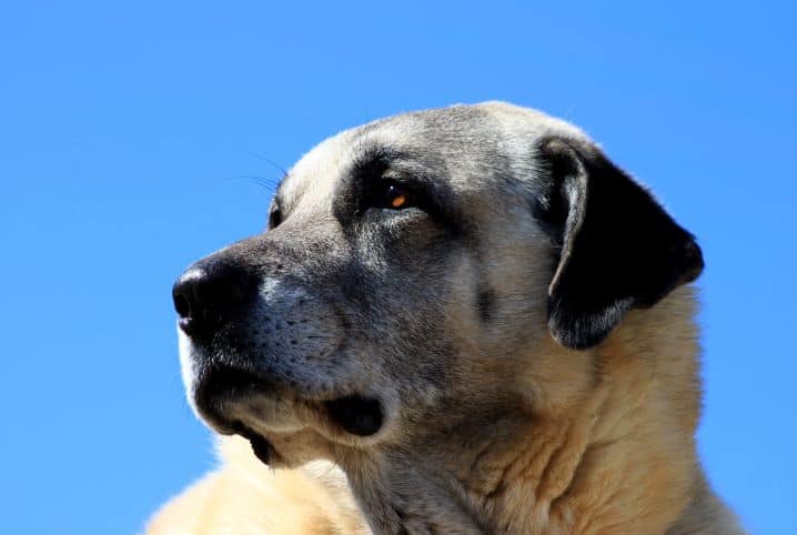 Cachorro Kangal.