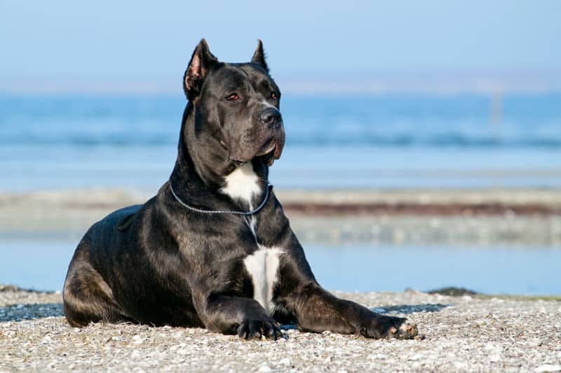 Cachorro cane corso deitado na praia.