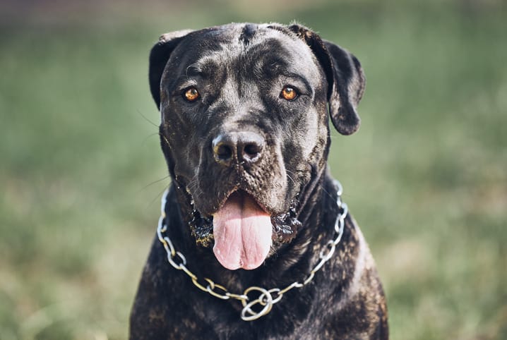 Cane corso com a língua para fora.