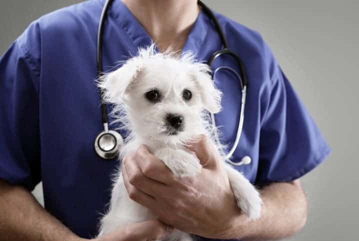 veterinário segurando cachorro