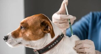 Quantas vacinas o cachorro tem que tomar?