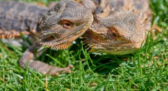 Pets exóticos: conheça o Dragão-Barbudo