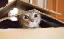 gato dentro de caixa de papelão.