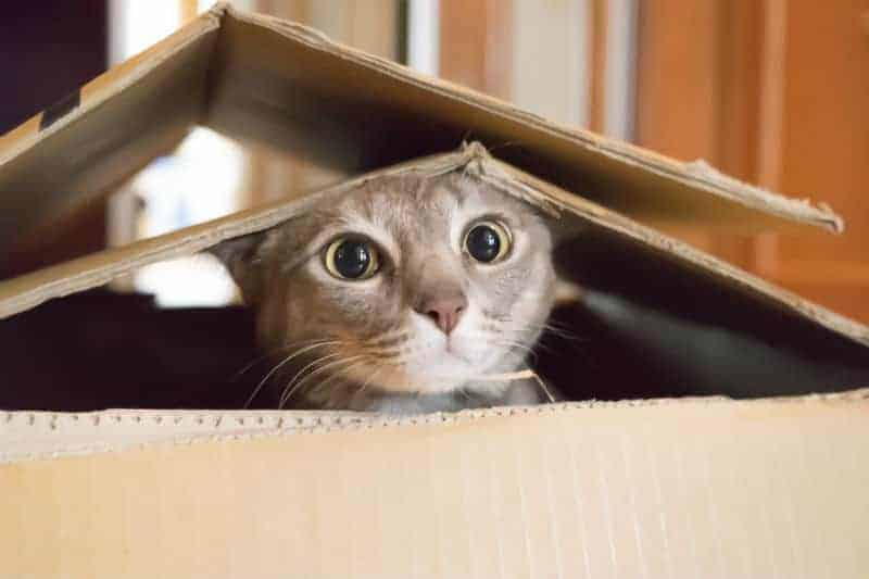 gato dentro de caixa de papelão.