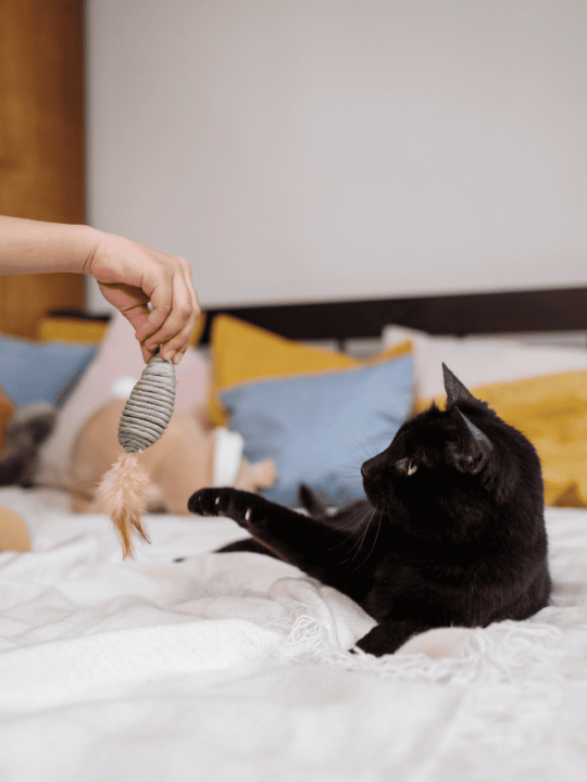 Gato deitado e brincando com tutor.