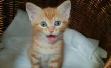 Gato laranja miando.