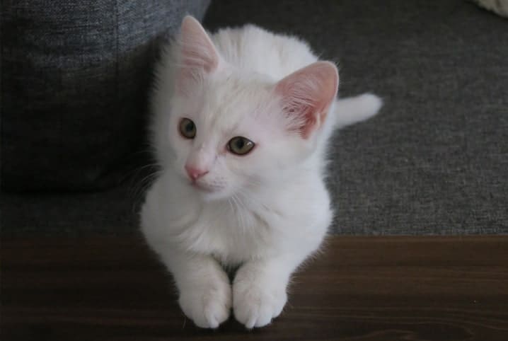 gato pequeno deitado olhando pro lado