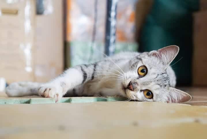 gato deitado em tapete