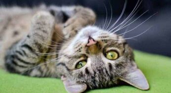 Dicas de como saber se o gato está com febre!