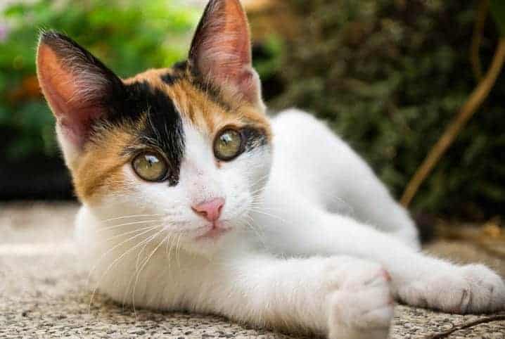 Quantos gatos você viu na imagem? Nessa fase existem 5 gatinhos espal