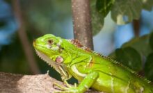 Iguana verde