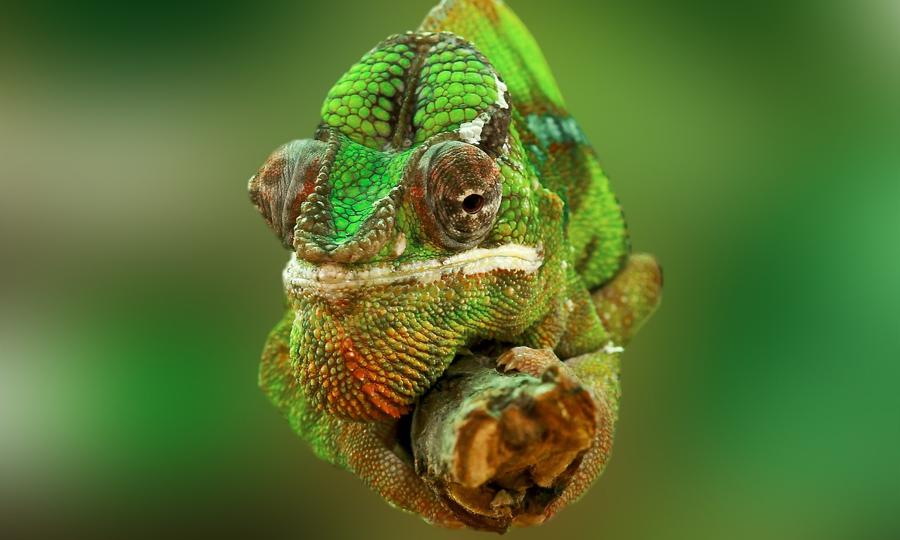 Imagem de um camaleão