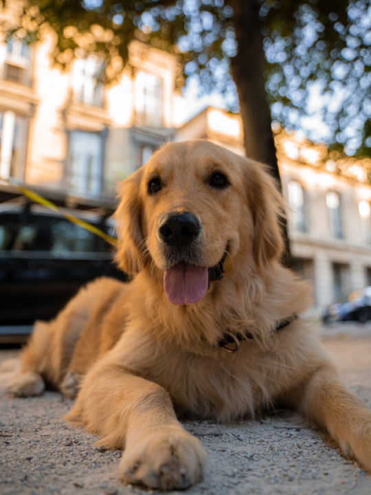 Cachorro da raça golden retriever.