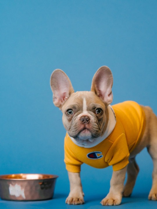 Cachorro ao lado do comedouro.