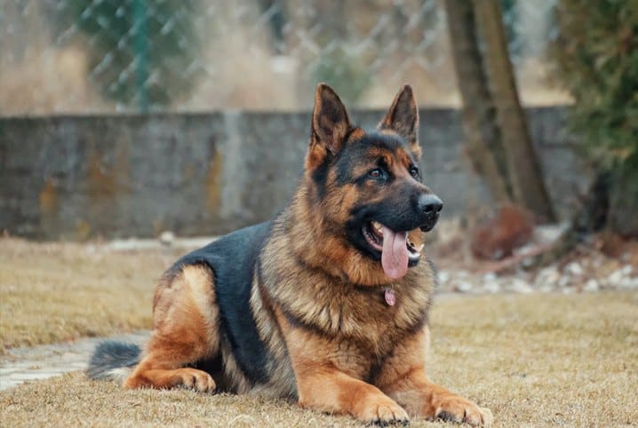 Cachorro pastor alemão deitado na grama.