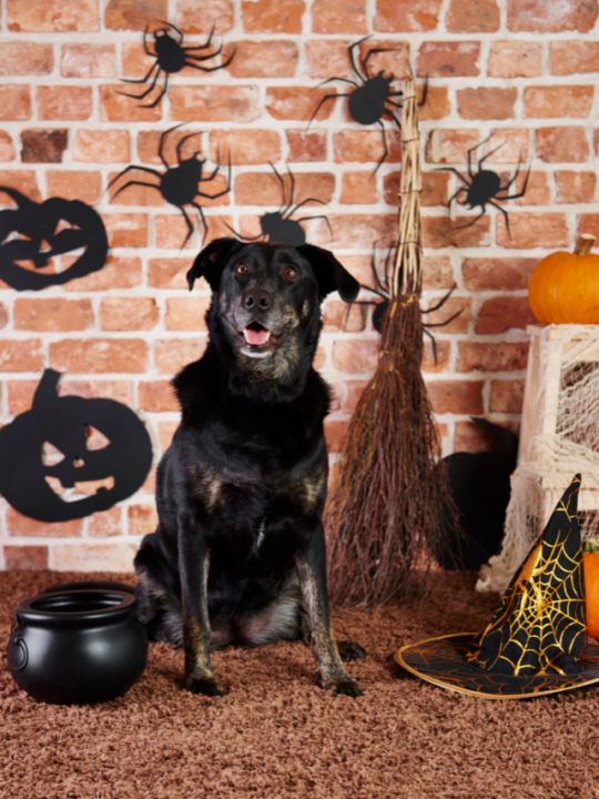 Cachorro fantasiado para o halloween.