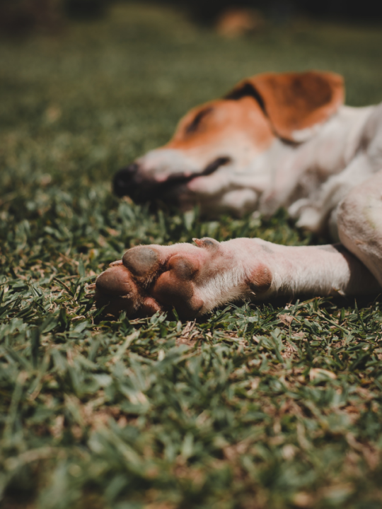 Cachorro dormindo na grama.