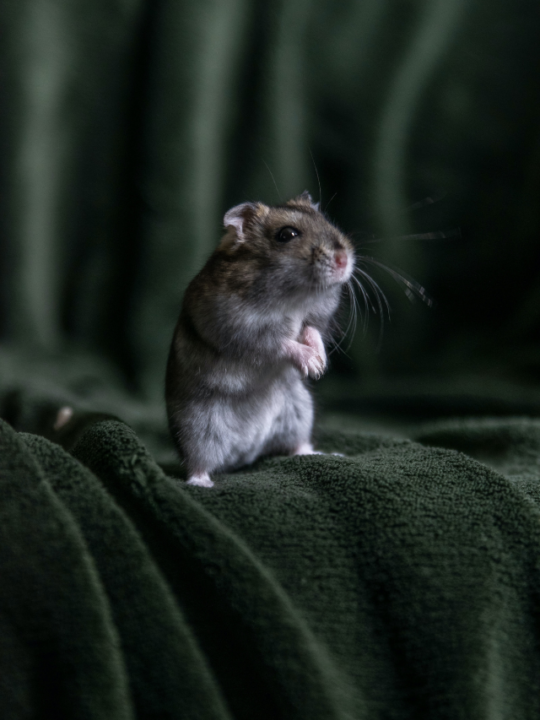 Hamster em cima de tecido de veludo.